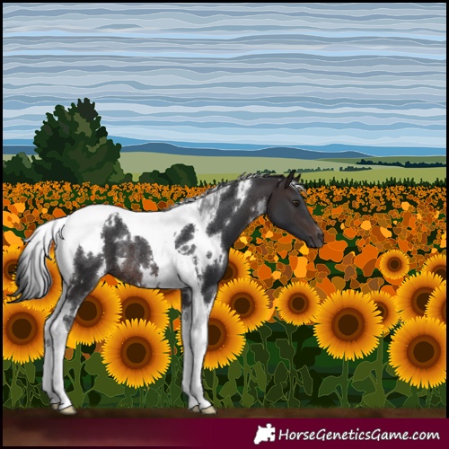 Horse Color:White Spotted Brown Tobiano Rabicano 