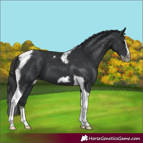 Horse Color:Black Splash Tobiano Frame Appaloosa 