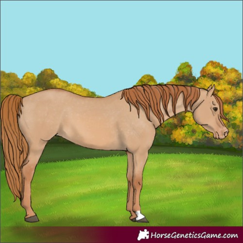 Horse Color:Red Dun Appaloosa
