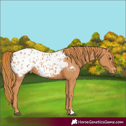 Horse Color:Chestnut Appaloosa 