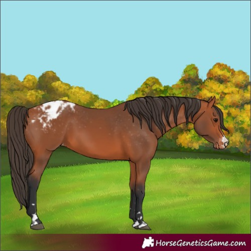 Horse Color:Bay Appaloosa 