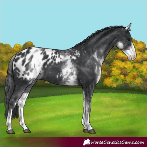 Horse Color:White Spotted Black Blanket
