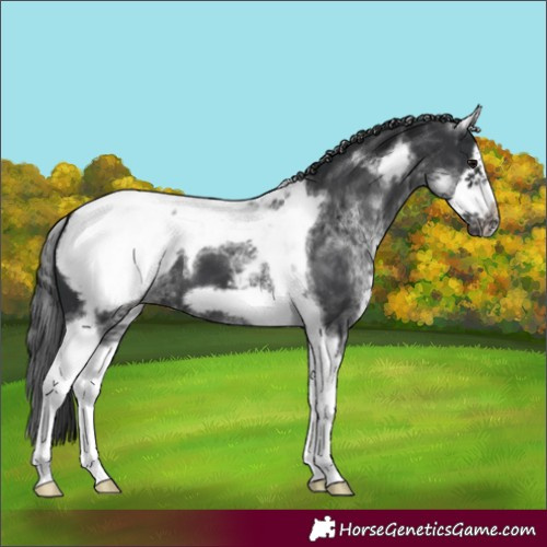 Horse Color:White Spotted Black Splash Tobiano Frame Appaloosa 
