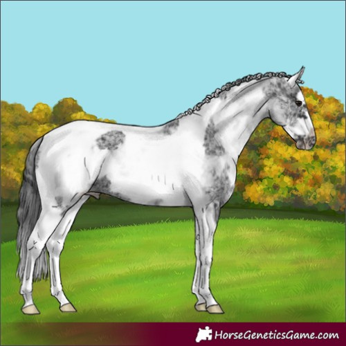 Horse Color:White Spotted Black Splash Tobiano Frame Appaloosa
