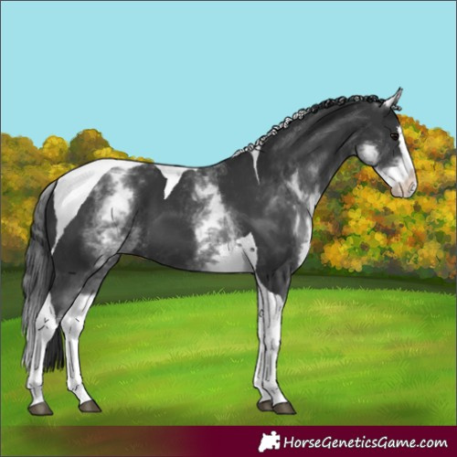 Horse Color:White Spotted Black Splash Tobiano 
