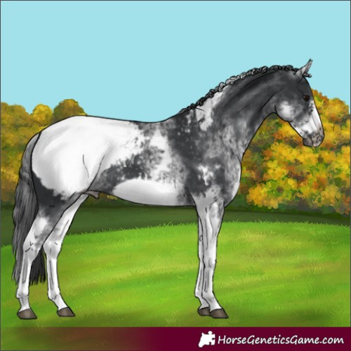 Horse Color:White Spotted Black Tobiano Frame Appaloosa 