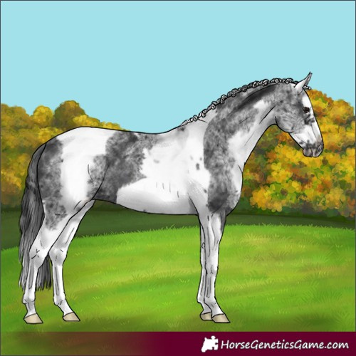 Horse Color:White Spotted Black Splash Tobiano Frame