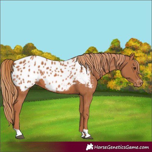 Horse Color:Chestnut Appaloosa