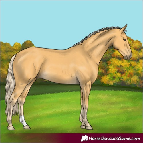 Horse Color:Palomino