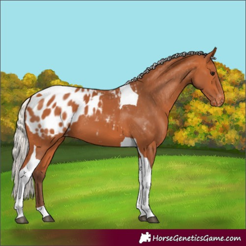 Horse Color:Silver Bay Tobiano Near Leopard 