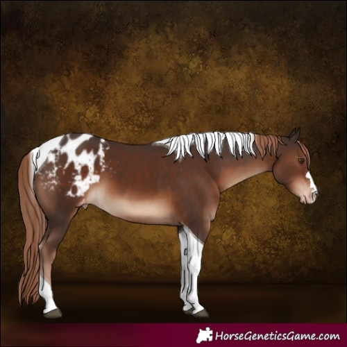 Horse Color:Liver Chestnut Tobiano Blanket 