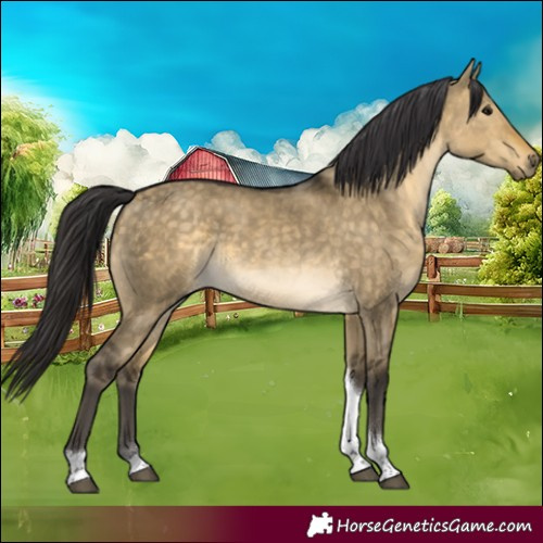 Horse Color:Buckskin Dun Tobiano