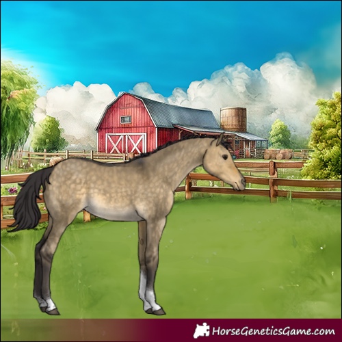 Horse Color:Buckskin Dun Tobiano