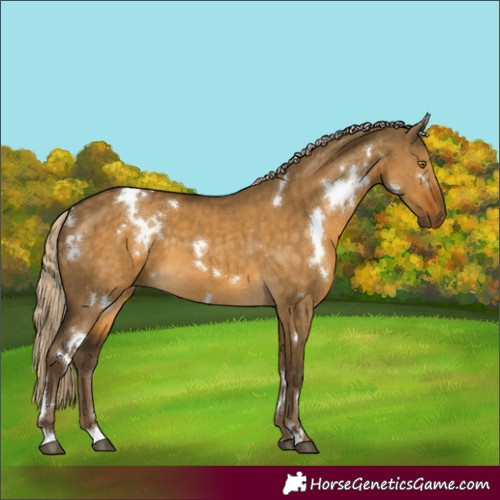 Horse Color:White Spotted Chocolate Palomino Dun Brindle