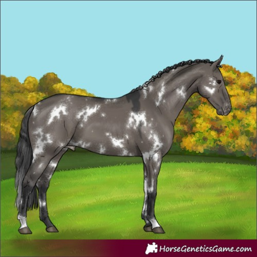 Horse Color:White Spotted Grullo Varnish 