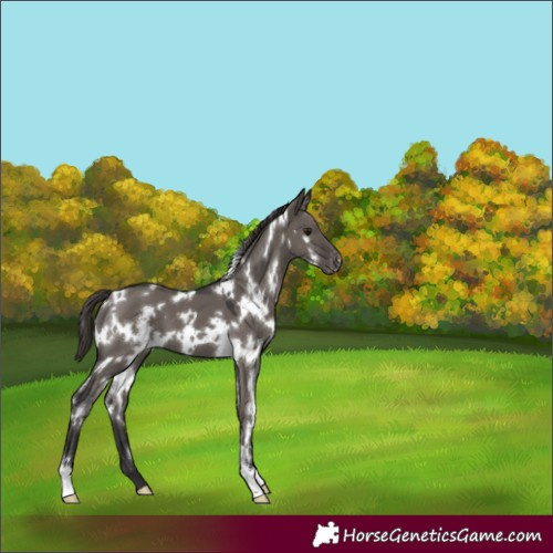 Horse Color:White Spotted Smoky Grullo Appaloosa
