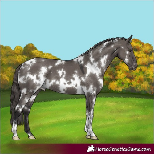 Horse Color:White Spotted Smoky Grullo Blanket
