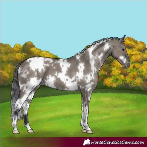 Horse Color:White Spotted Grullo Appaloosa Brindle