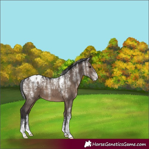 Horse Color:Powder White Brown Dun Appaloosa