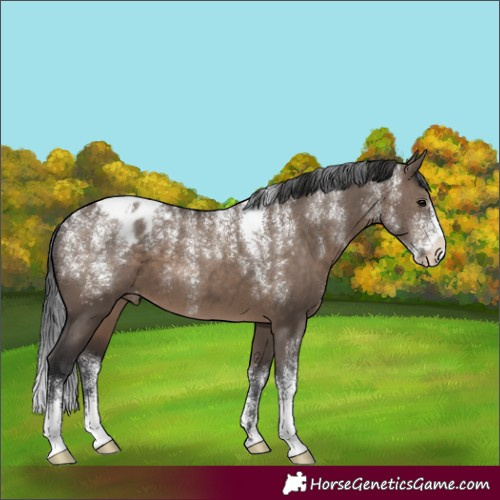 Horse Color:Powder White Brown Dun Varnish 