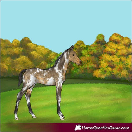 Horse Color:White Spotted Buckskin Dun 