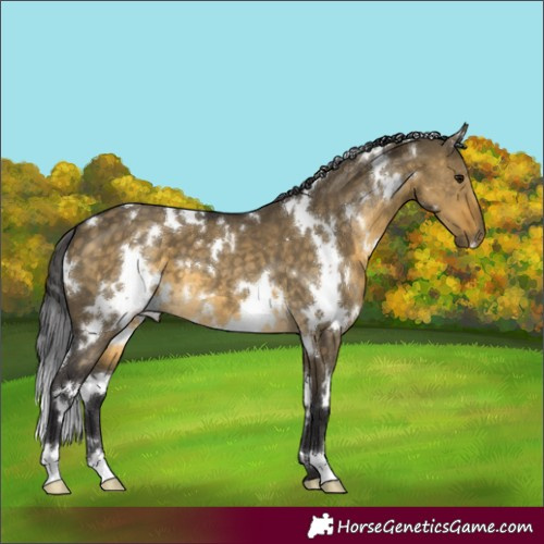Horse Color:White Spotted Buckskin Dun 