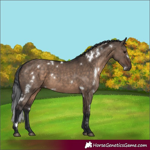 Horse Color:White Spotted Brown Dun 