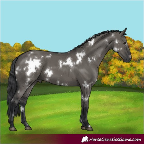 Horse Color:White Spotted Grullo