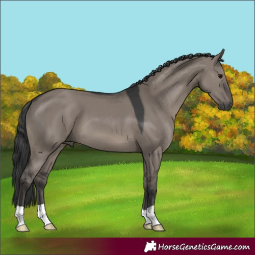 Horse Color:Grullo