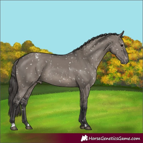 Horse Color:Grullo Appaloosa Rabicano