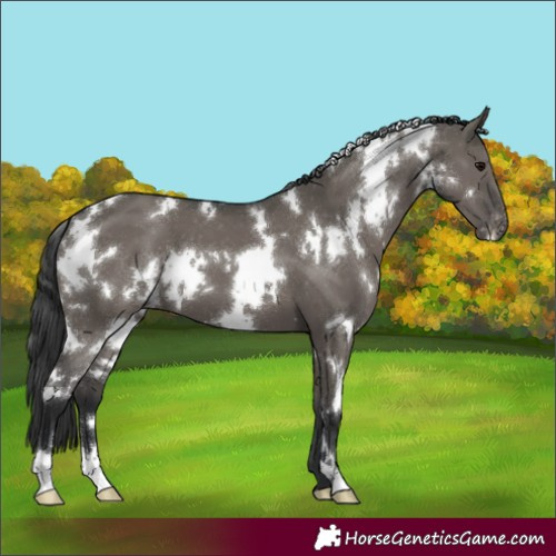 Horse Color:White Spotted Grullo Appaloosa