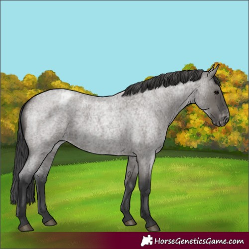 Horse Color:Grullo Roan Appaloosa