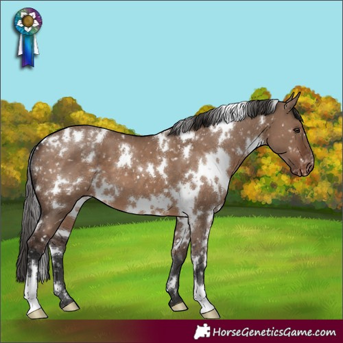 Horse Color:White Spotted Liver Red Dun Appaloosa 