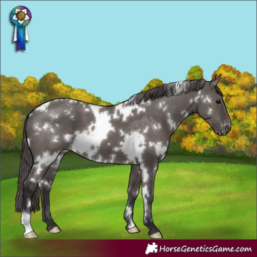Horse Color:White Spotted Smoky Grullo Appaloosa