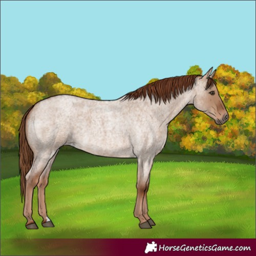 Horse Color:Red Dun Roan 