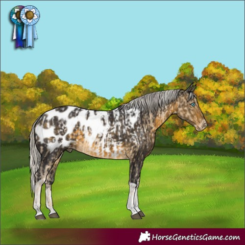 Horse Color:Silver Buckskin Tobiano Appaloosa and Silver Brown Tobiano Appaloosa Rabicano