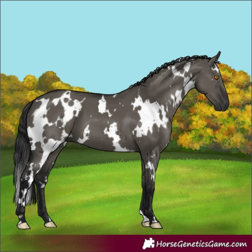 Horse Color:Gray White Spotted Grullo 