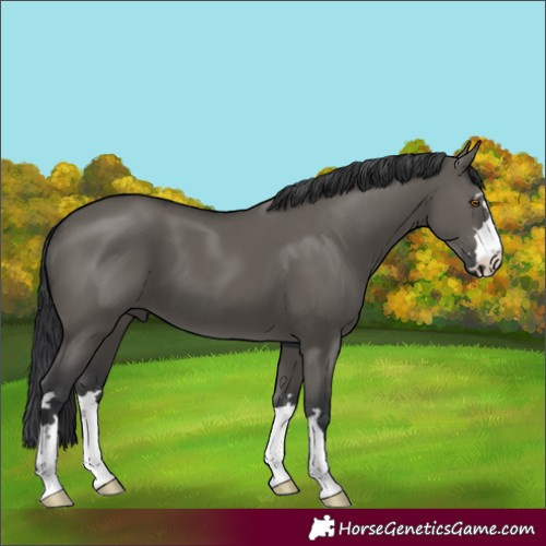 Horse Color:Grullo