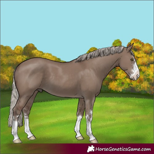 Horse Color:Silver Grullo