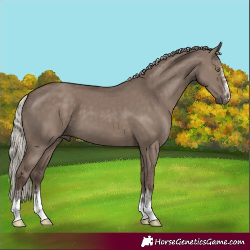 Horse Color:Silver Grullo