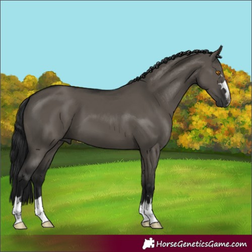 Horse Color:Gray Grullo
