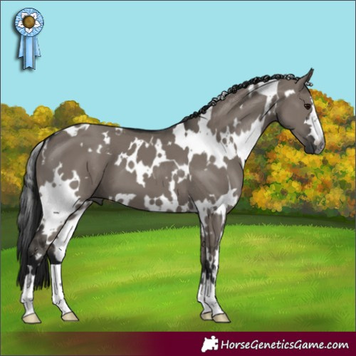 Horse Color:Gray White Spotted Grullo