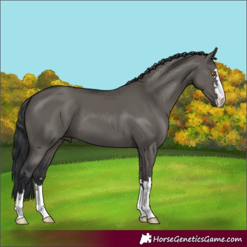 Horse Color:Grullo