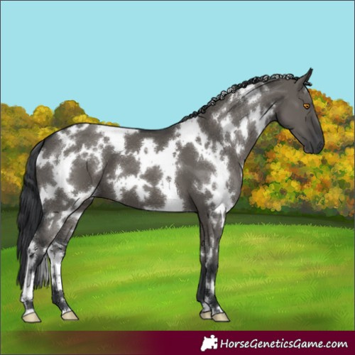 Horse Color:White Spotted Grullo 