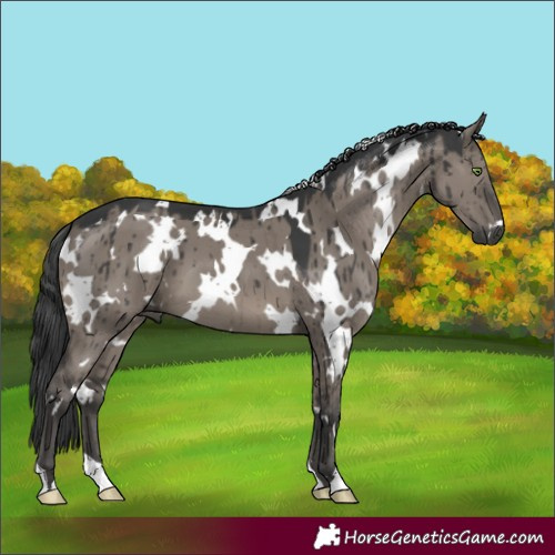 Horse Color:White Spotted Grullo Brindle 