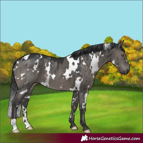 Horse Color:White Spotted Grullo Brindle 