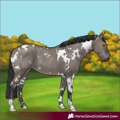 Horse Color:White Spotted Grullo Rabicano