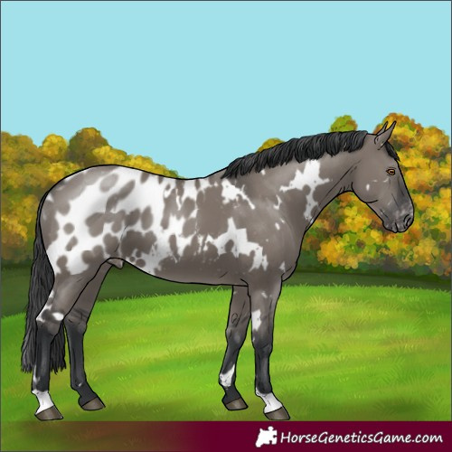 Horse Color:White Spotted Grullo Appaloosa