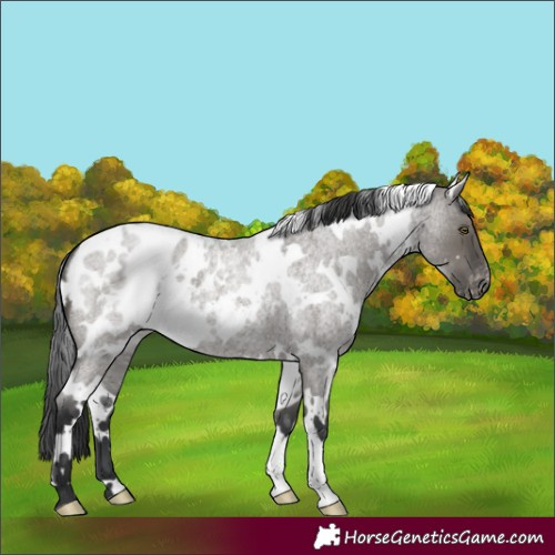 Horse Color:White Spotted Grullo Roan Appaloosa 