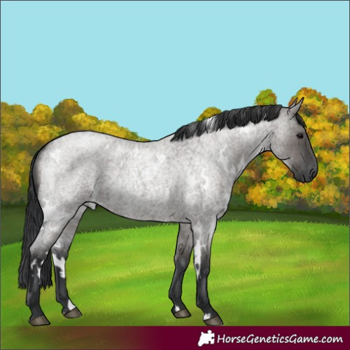 Horse Color:White Spotted Grullo Roan 